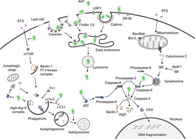 Potential Roles of <mark class="highlighted">Acute Phase Proteins</mark> in Cancer: Why Do Cancer Cells Produce or Take Up Exogenous Acute Phase Protein Alpha1-Antitrypsin?